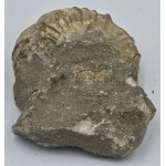 Ammonite Genuine Marine nautilus Fossil ANTIQUES & OTHER COLLECTIBLES