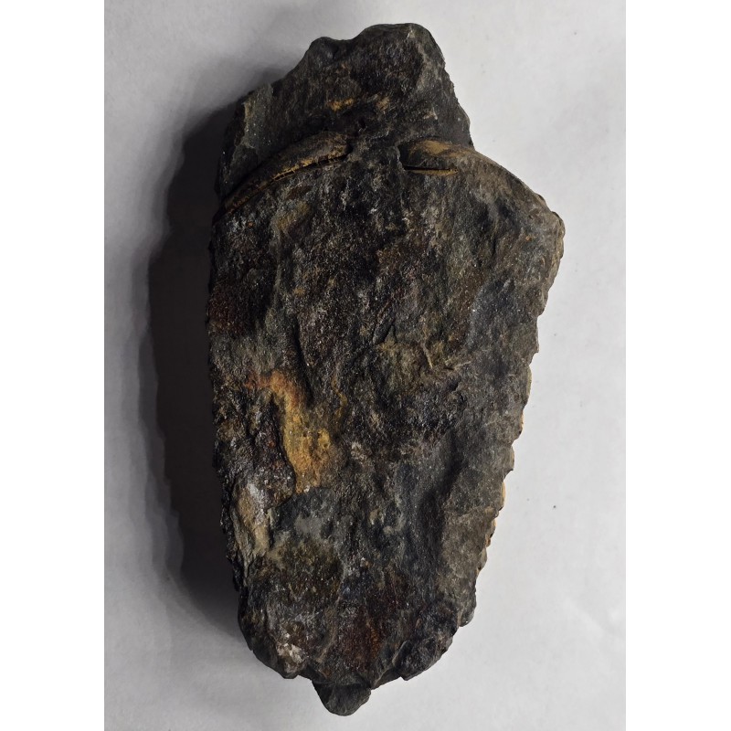 Calymene Trilobite Genuine Large Marine Fossil ANTIQUES & OTHER COLLECTIBLES
