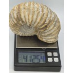 Ammonite Genuine Large Marine nautilus Fossil ANTIQUES & OTHER COLLECTIBLES