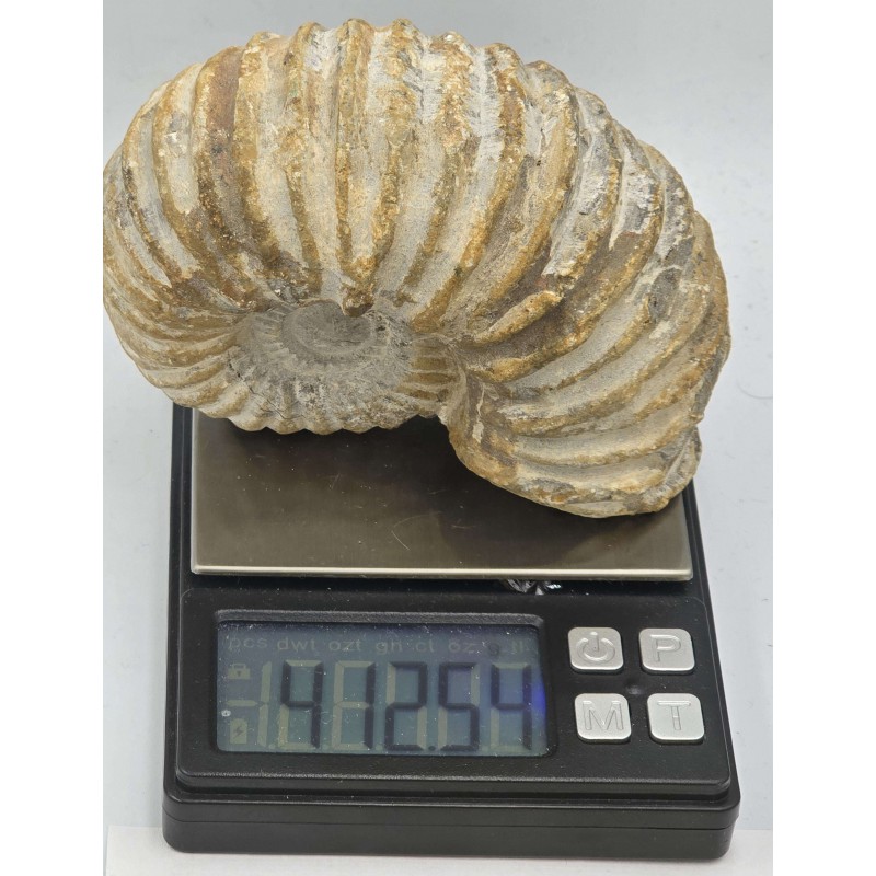 Ammonite Genuine Large Marine nautilus Fossil ANTIQUES & OTHER COLLECTIBLES
