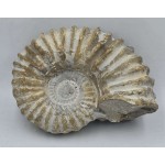 Ammonite Genuine Large Marine nautilus Fossil ANTIQUES & OTHER COLLECTIBLES