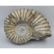 Ammonite Genuine Large Marine nautilus Fossil
