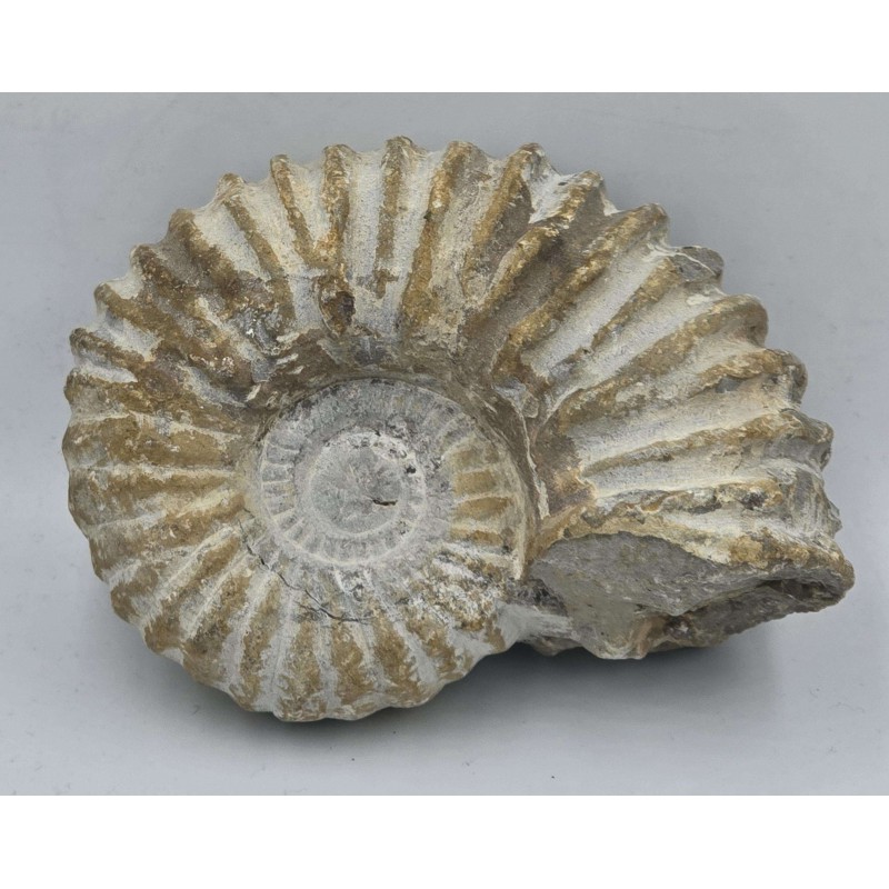 Ammonite Genuine Large Marine nautilus Fossil ANTIQUES & OTHER COLLECTIBLES