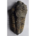 Calymene Trilobite Genuine Large Marine Fossil ANTIQUES & OTHER COLLECTIBLES