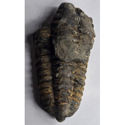 Calymene Trilobite Genuine Large Marine Fossil