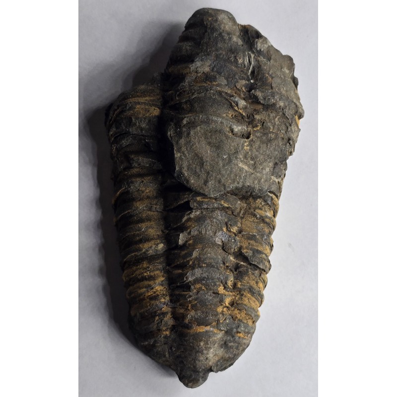 Calymene Trilobite Genuine Large Marine Fossil ANTIQUES & OTHER COLLECTIBLES