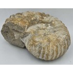 Ammonite Genuine Large Marine nautilus Fossil ANTIQUES & OTHER COLLECTIBLES