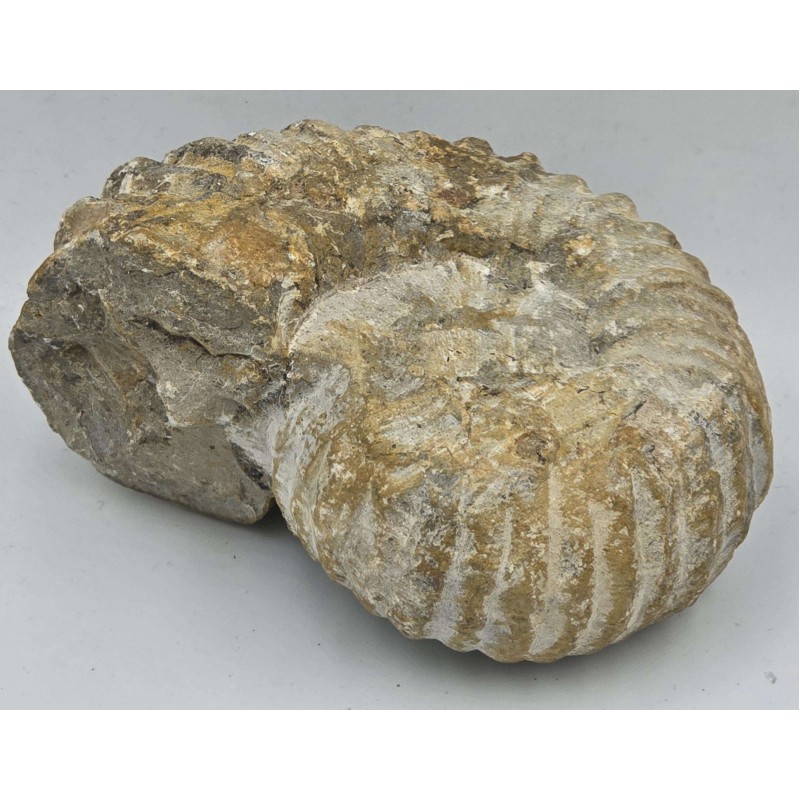 Ammonite Genuine Large Marine nautilus Fossil ANTIQUES & OTHER COLLECTIBLES