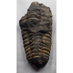 Calymene Trilobite Genuine Large Marine Fossil ANTIQUES & OTHER COLLECTIBLES