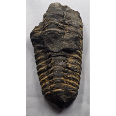 Calymene Trilobite Genuine Large Marine Fossil