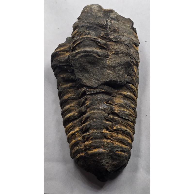 Calymene Trilobite Genuine Large Marine Fossil ANTIQUES & OTHER COLLECTIBLES
