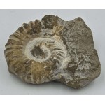 Ammonite Genuine Marine nautilus Fossil ANTIQUES & OTHER COLLECTIBLES
