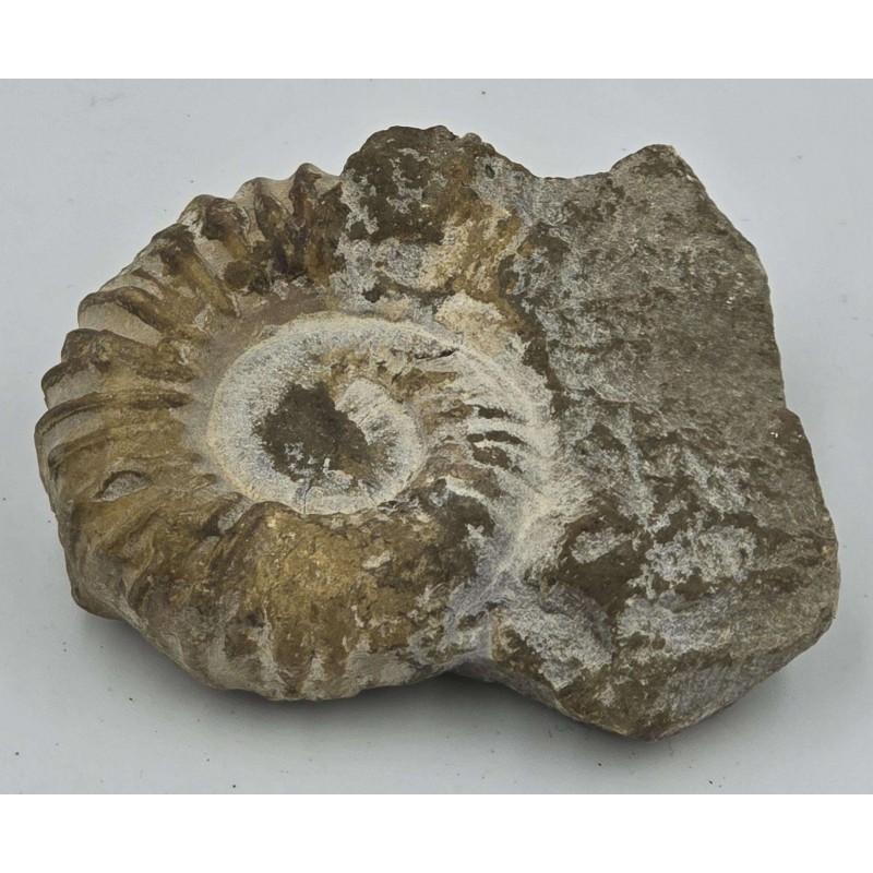 Ammonite Genuine Marine nautilus Fossil ANTIQUES & OTHER COLLECTIBLES