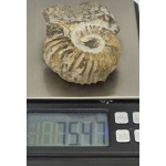 Ammonite Genuine Marine nautilus Fossil ANTIQUES & OTHER COLLECTIBLES