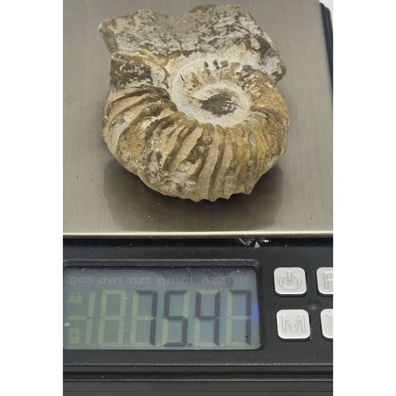 Ammonite Genuine Marine nautilus Fossil ANTIQUES & OTHER COLLECTIBLES