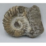 Ammonite Genuine Marine nautilus Fossil ANTIQUES & OTHER COLLECTIBLES