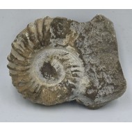 Ammonite Genuine Marine nautilus Fossil