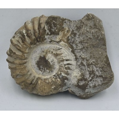 Ammonite Genuine Marine nautilus Fossil