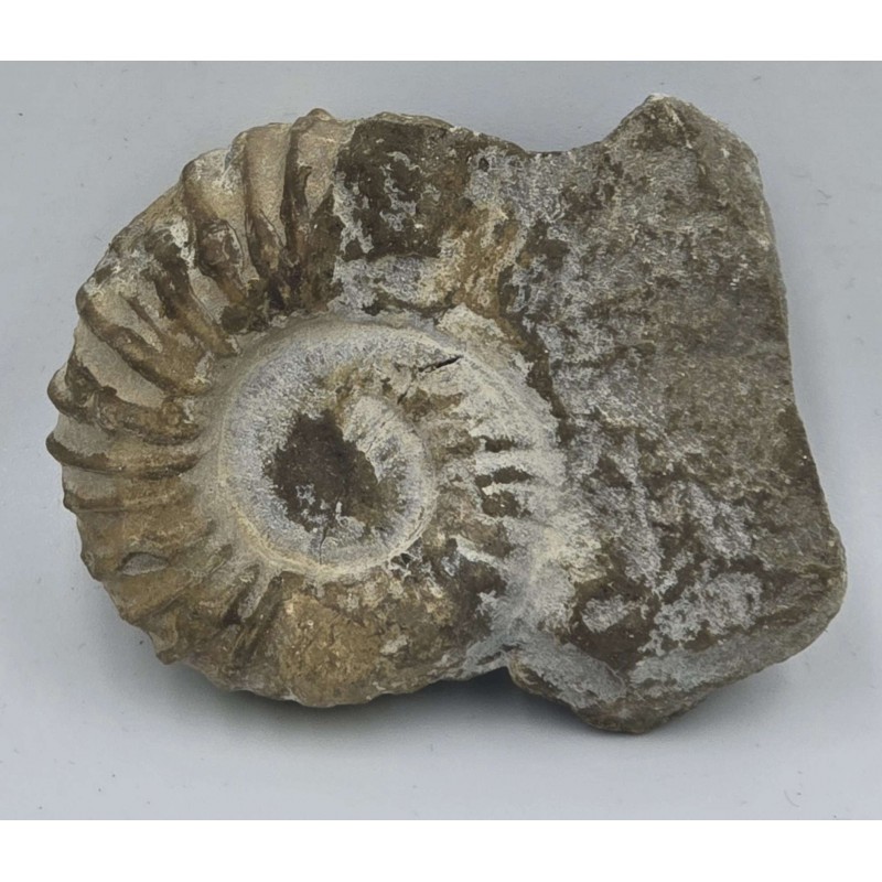 Ammonite Genuine Marine nautilus Fossil ANTIQUES & OTHER COLLECTIBLES