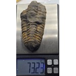 Calymene Trilobite Genuine Large Marine Fossil ANTIQUES & OTHER COLLECTIBLES
