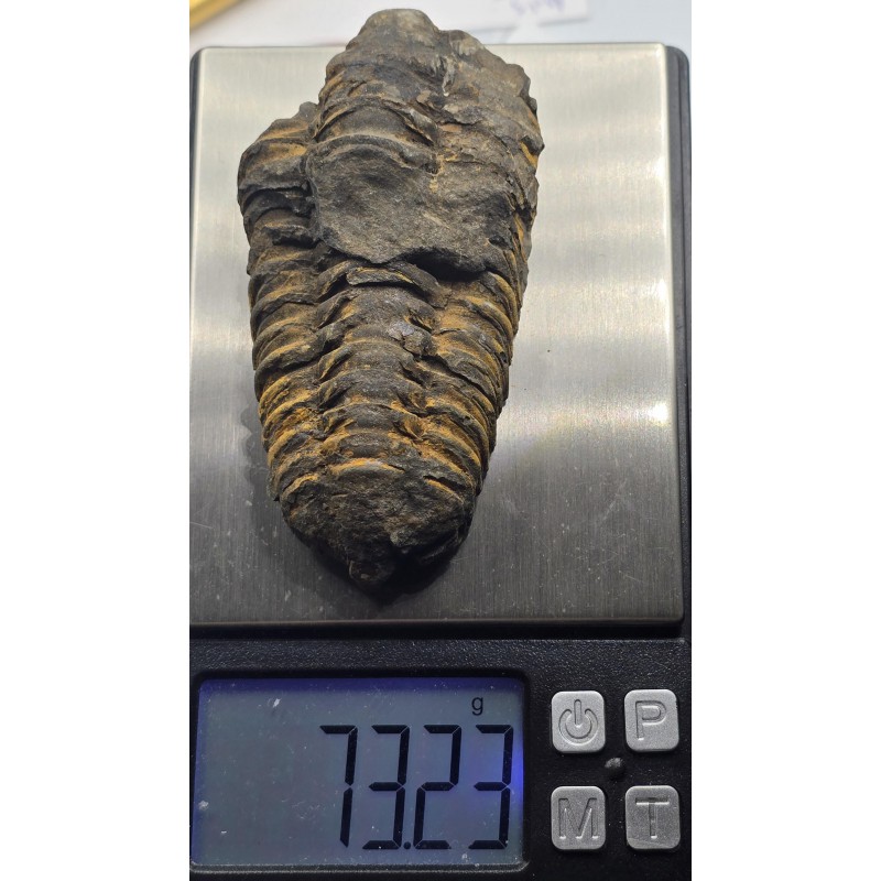 Calymene Trilobite Genuine Large Marine Fossil ANTIQUES & OTHER COLLECTIBLES