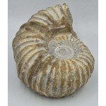 Ammonite Genuine Large Marine nautilus Fossil ANTIQUES & OTHER COLLECTIBLES