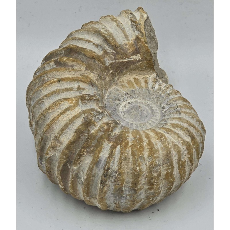 Ammonite Genuine Large Marine nautilus Fossil ANTIQUES & OTHER COLLECTIBLES